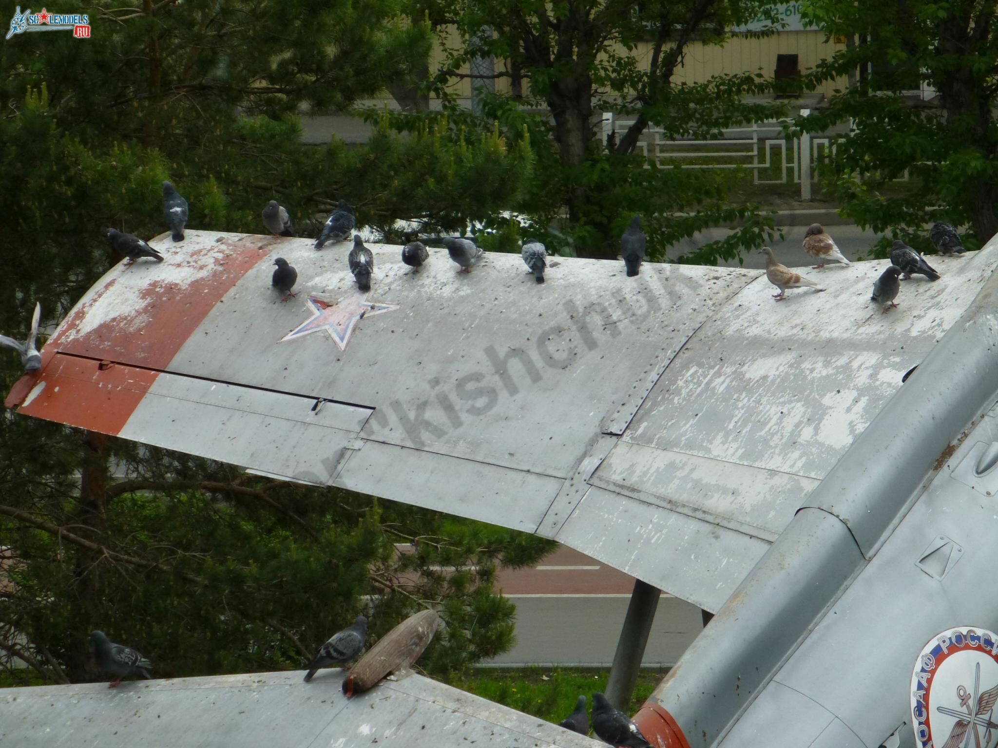 L-29_Delfin_Tyumen_34.jpg
