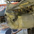 Brewster_B-239_Buffalo_51.jpg