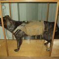 Собаки-подрывники, Музей артиллерии инженерных войск и связи, Санкт-Петербург, Россия