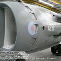 harrier_0085.jpg
