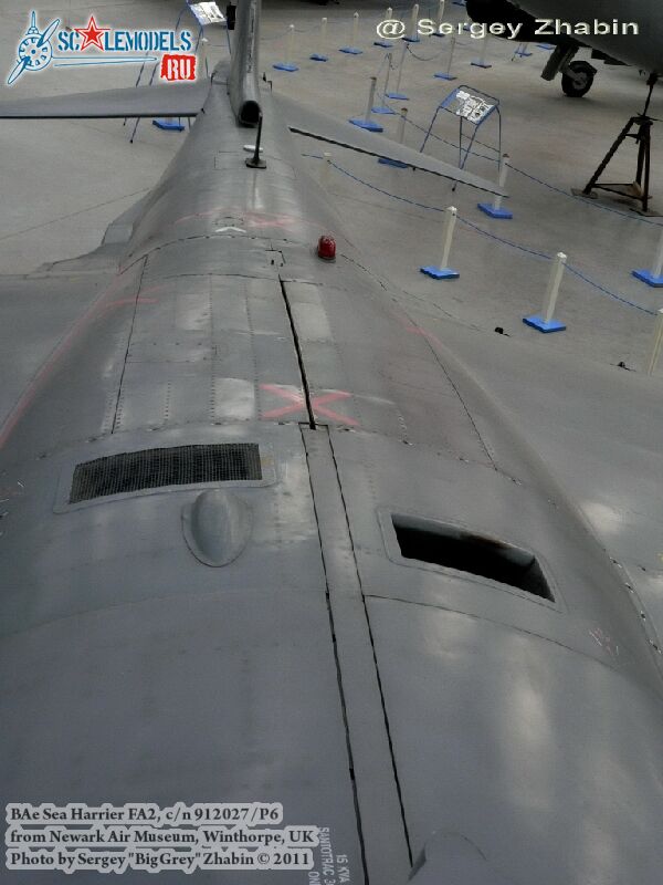 harrier_0111.jpg