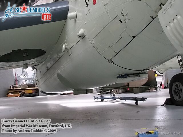 gannet_iwm_14.jpg