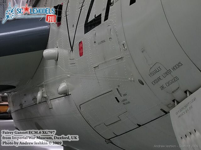 gannet_iwm_8.jpg