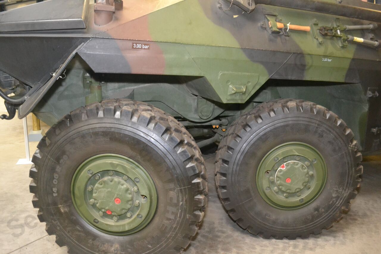 Luchs_4.jpg