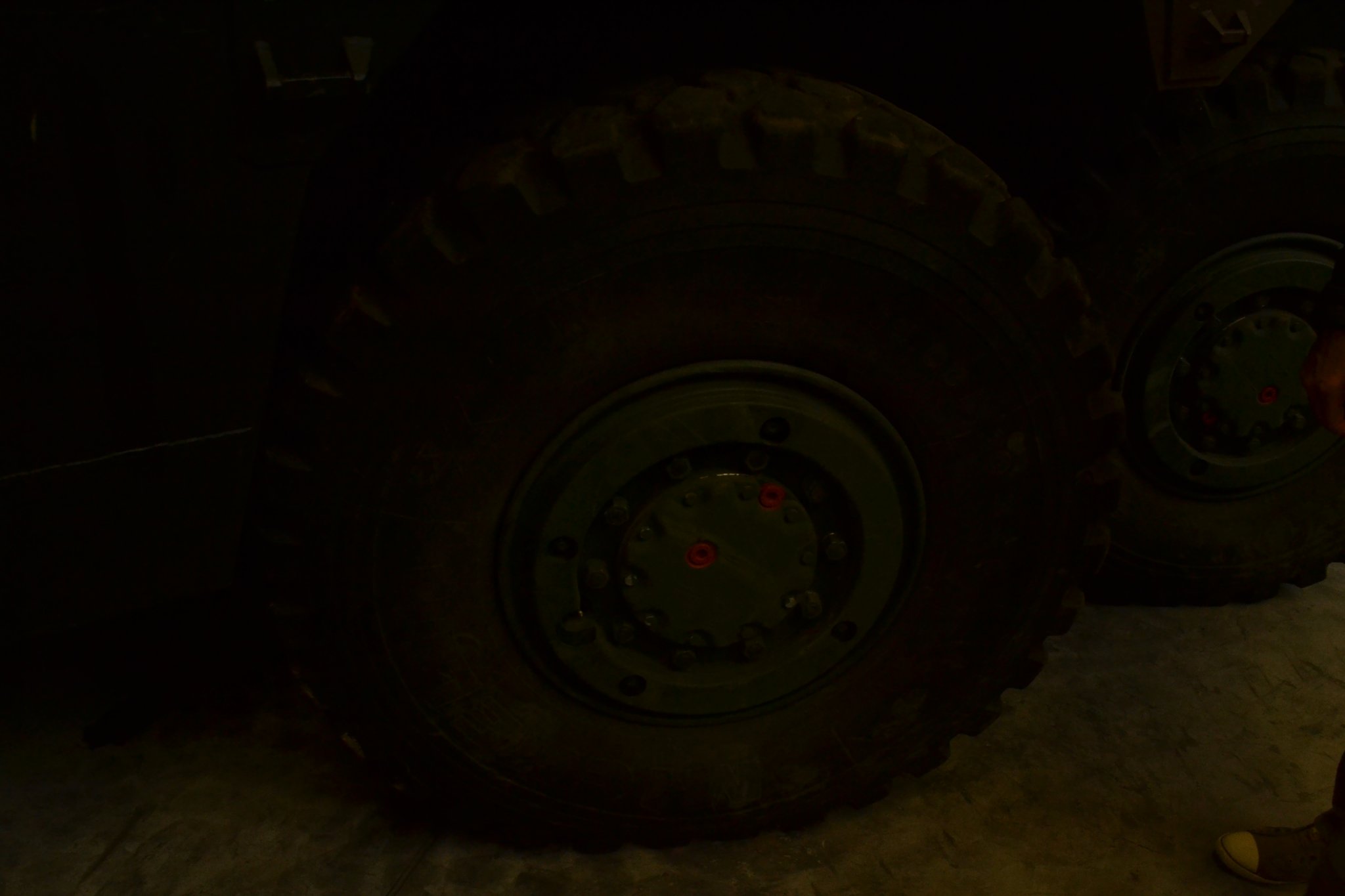 Luchs_51.jpg